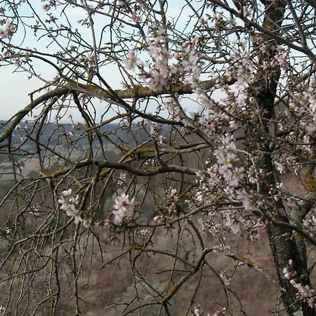 Riparbella *